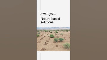🌿What are nature-based solutions & can they fight climate change?