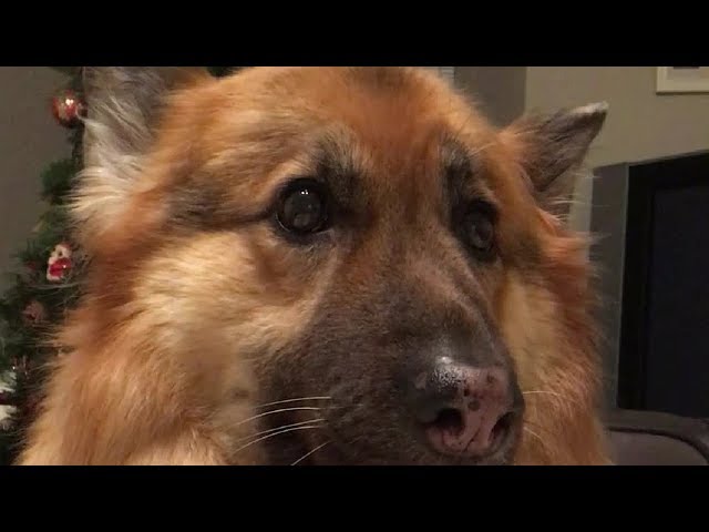 German Shepherd sheds tears when its time for owner to leave