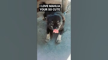 Thumbnail of MAHLIA #madeyoulook #song #lyrics #trending #pets #dog #animals #lover #shorts #viralvideo  #fyp #yt