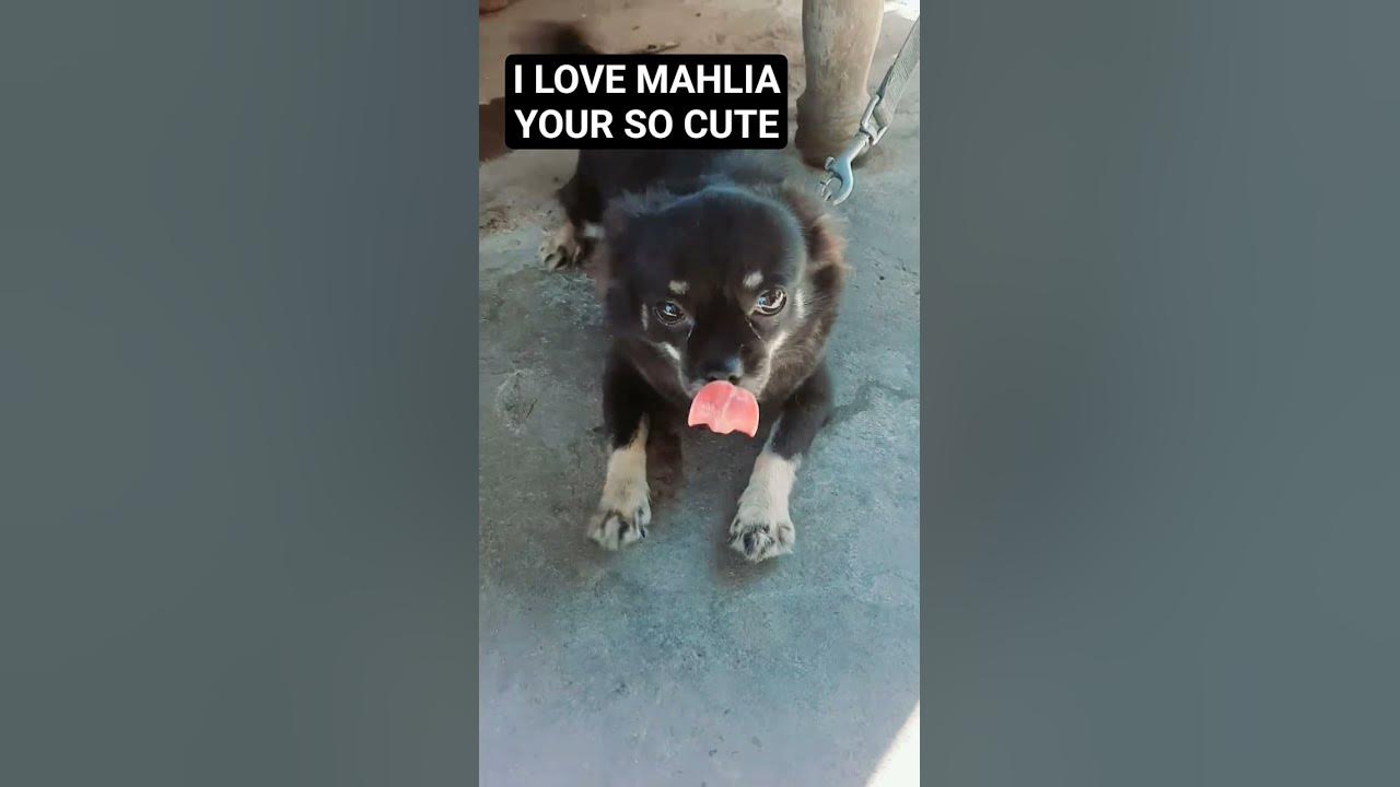 MAHLIA #madeyoulook #song #lyrics #trending #pets #dog #animals #lover #shorts #viralvideo  #fyp #yt