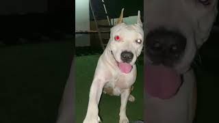 Cute American Staffordshire Terrier's PawShaking Talent! #pitbulllovers #trending  #viral