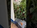 Leaves cutting. #youtubeshorts #agriculture #viralvideo #shortsvideo #explorepage