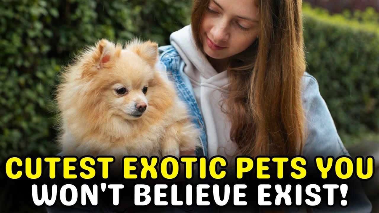 Top 10 Cutest Exotic Pets You Won't Believe Exist! YouTube