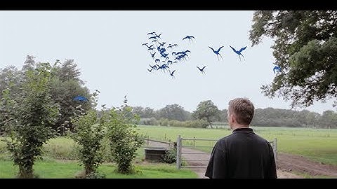 Ode aan de boerenzwaluw