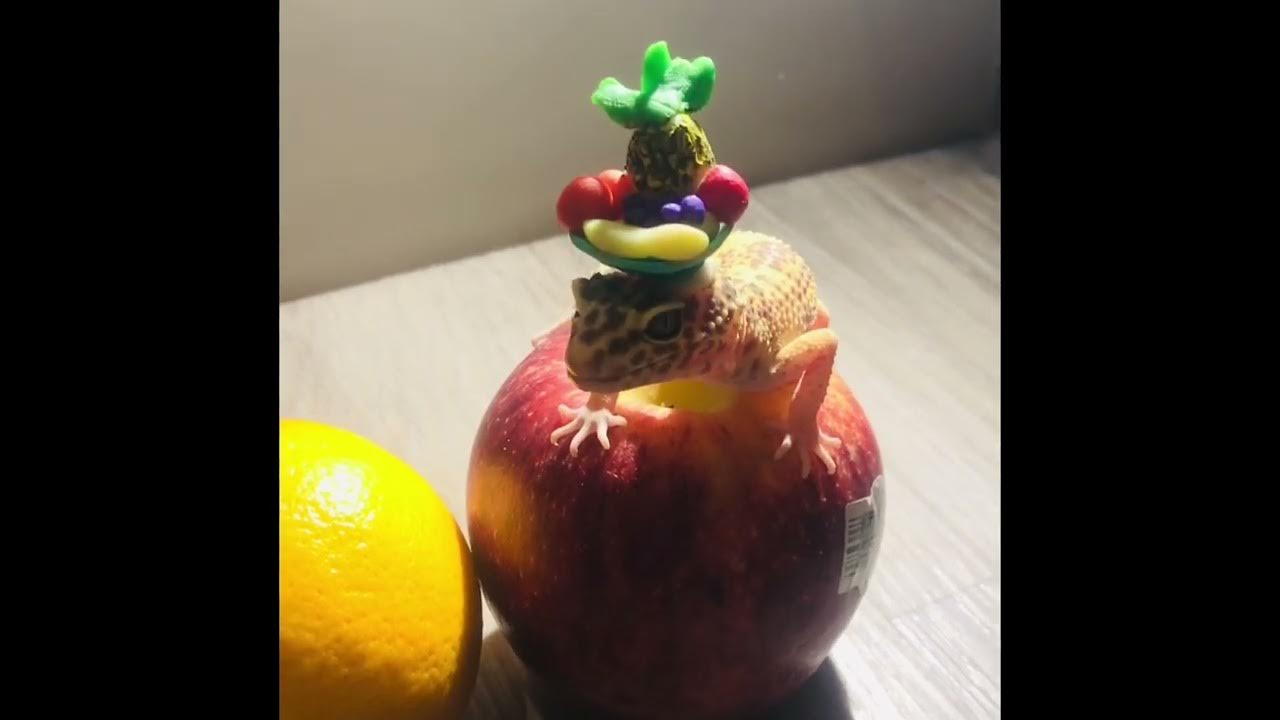 Frosting the gecko with a Fruit Basket hat!!!!!! YouTube