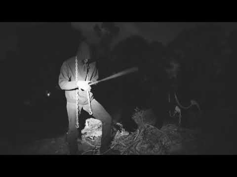 Beta Sigma Alpha Phi Alpha Spring 18 Probate Promo