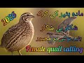 Female Quail Sound Female Quail Calling Mabi Batair Ki Awaz Female Batair Ki Awaz Batair Ka Shikar
