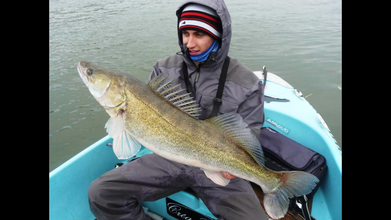 Poisson En Caoutchouc Westin - ShadTeez - Avec Queue Pagaie - Pour La Pêche Au Brochet, Au Sandre, à La Perche, Au Bar, Bass Orange, 16 Cm