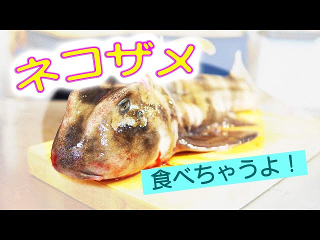 I came across a rare cat shark at the market, so I tried it as