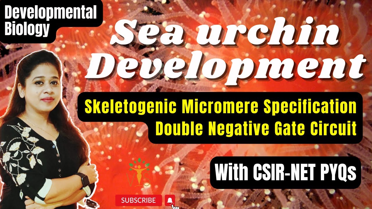 Sea urchin Development | Gastrulation | Micromere Specification | GRN model | CSIR PYQ
