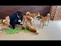【幼稚園】木曜日の大型犬ちゃんチーム