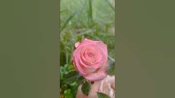 سورة الكافرون #القرآن_الكريم