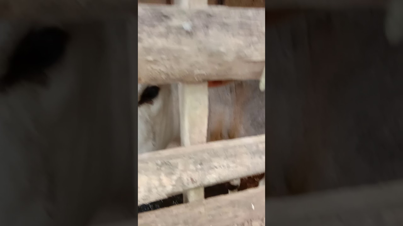 Sapi raksasa - YouTube