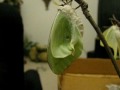 Timelapse - Luna Moth Hatches and Unfolds Wings