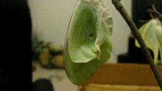Timelapse  Luna Moth Hatches and Unfolds Wings