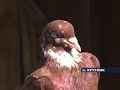 Житель Кутулика разводит голубей редкой породы