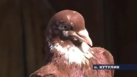 Житель Кутулика разводит голубей редкой породы