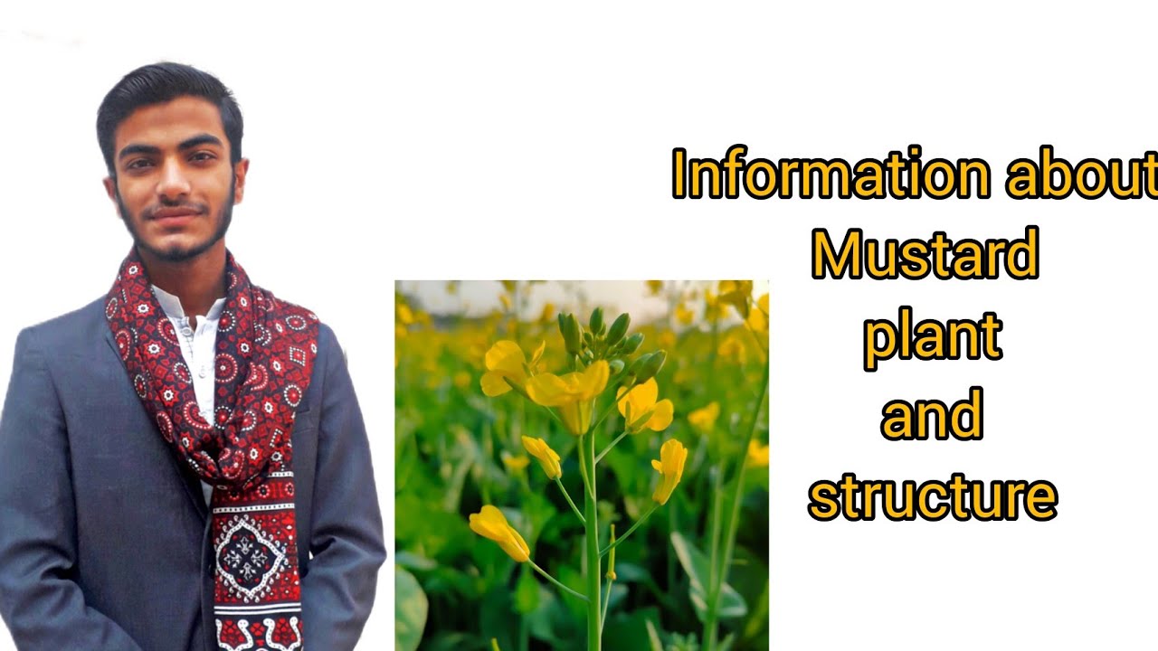 information about mustard plant and structure biologyclass9 science 