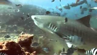 Amber Arbucci dives Tiger Sharks in Fiji