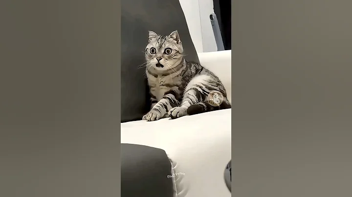 Video 11783681: sleeping cats lazy, funny cat