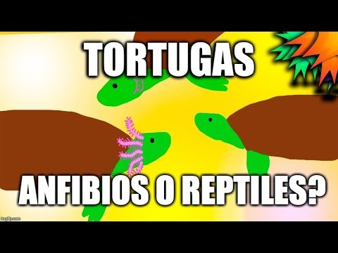 ¿las tortugas son anfibios o reptiles? hqdefault