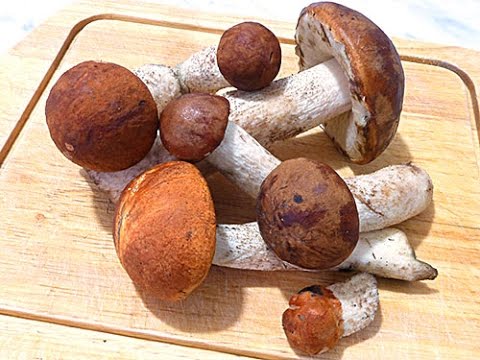 Как  посушить грибы в духовке