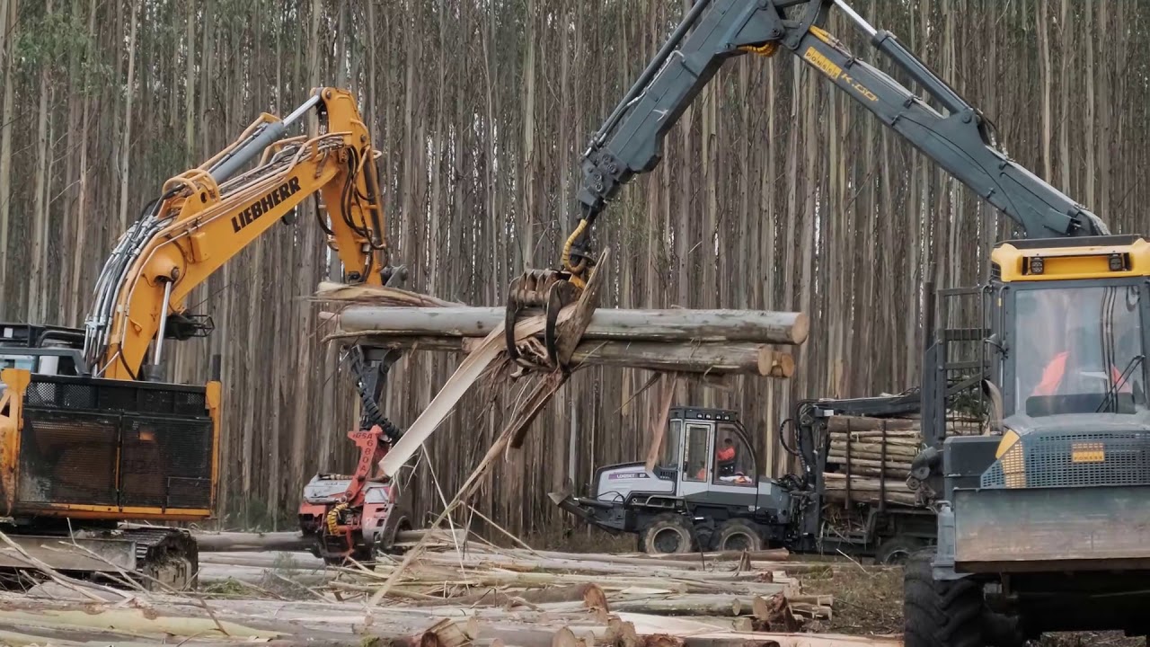 Forestal Ría de Abres (Ponsse, Logset, /Taladora Timber pro, / Liebherr, Procesador Guerra)