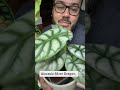 My Alocasia Silver Dragon. Did you see the small variegation? #tropicalplants #alocasia #houseplants