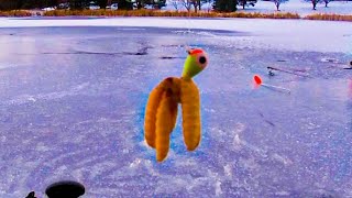 ICE FISHING for BIG Multi-species FISH in URBAN POND!! (New PB!!!)