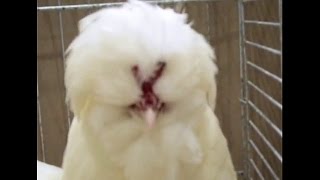 Sultanhuhn weiß, Lipsiaschau 2014