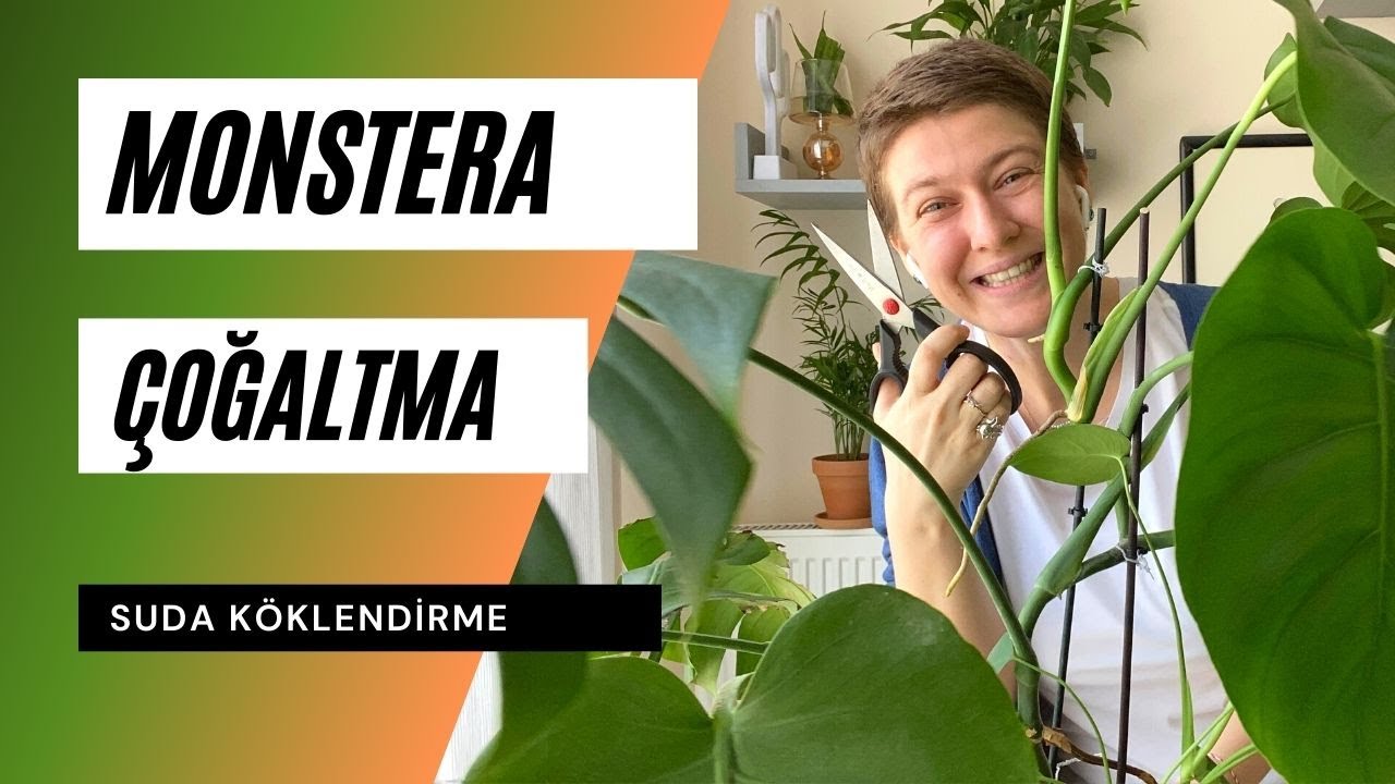 Monstera deliciosa / Deve tabanı çoğaltma Ev Yeşili👩‍🌾 YouTube