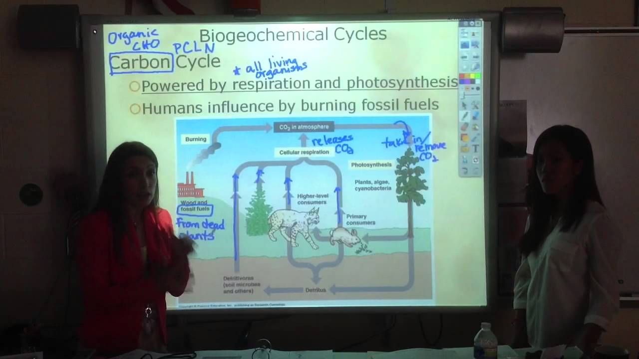 Biology One - Ecology 6.1b - biogeochemical cycles - YouTube