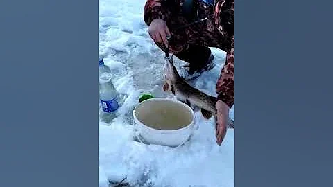 Как узнать вес рыбы без весов? Повесили щуку!