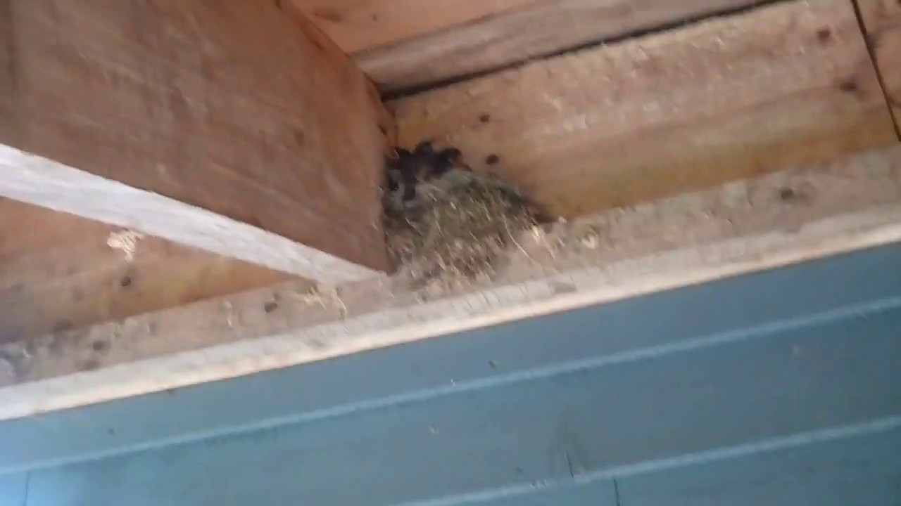 Baby birds over my back door. - YouTube