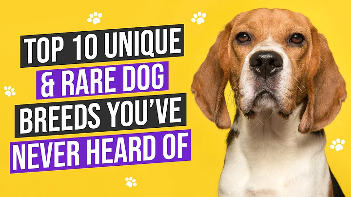 Top 10 Unique and Rare Dog Breeds You’ve Never Heard of | Top 10 Crew