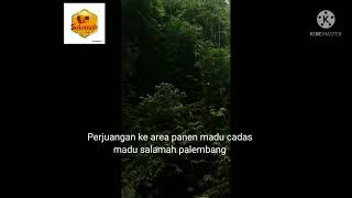 perjuangan madu cadas sumsel