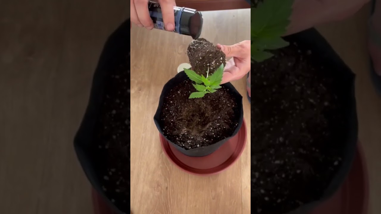 Пересадка strawberry cheesecake auto и добавление микоризы Great White #greatwhite #weed #outdoor