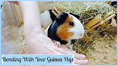 Guinea Pig Floor Time Vlog - YouTube
