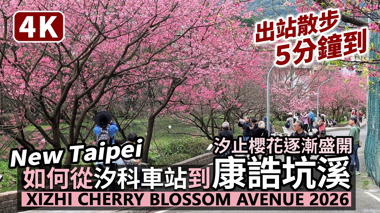 New Taipei／如何從汐止汐科車站走到康誥坑溪櫻花大道？ Xizhi Cherry Blossom Avenue - Kanggaokeng River／新北賞櫻、台北近郊／台灣 Taiwan