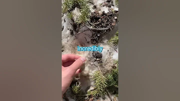 Making a Snow Cone with Real Snow