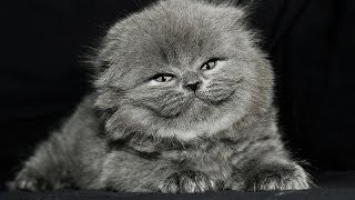 Стрижка персидского кота Стрижка персидского кота