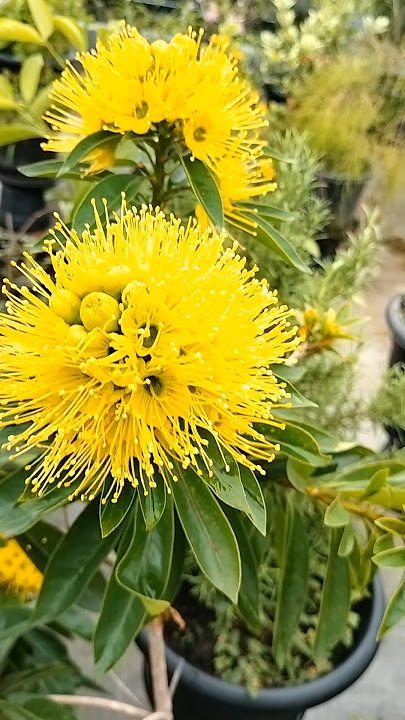 Rosida yellow                      WhatsApp 9809172071.        order now   #garden #floweringplant