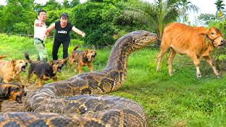 Celebrity Timelapse 72 Hours: Girl Feeding Calf Ambushed by Giant Python - NO ESCAPE! Amy Harvest Wealth