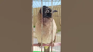 تغريد بلبل الحزير للصيد 