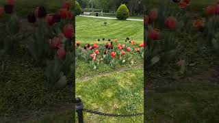 Boston Public Garden #bostondynamics #usa #newyork #youtuber #youtubereels #fypシ #bostonattractions