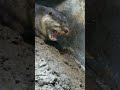 夏場のコツメカワウソ