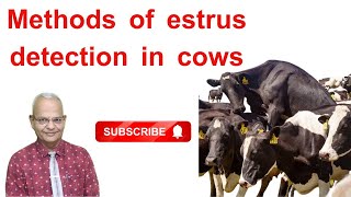 Uncover the Astonishing Secret to Spotting Estrus in Dairy Cows