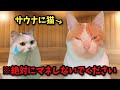 【サウナ】※良い子は絶対にマネしないでください！【コント】 【猫アニメ】