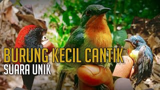 Mikat Burung Kecil | Kemade | Cabe | Kolibri  Wulung | Kutilang Sutra