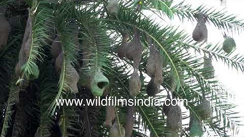 Baya Weaver bird pendulous nests on a palm tree in Mangar forest - real estate developers eyeing it
